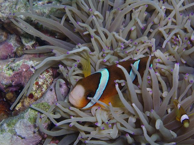 Anemonenfisch 107.jpg